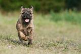 CAIRN TERRIER 531